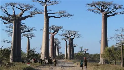 Аллея Баобабов