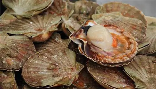 Гребешки