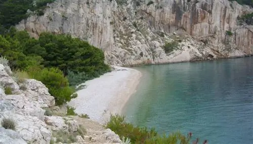 грецкий орех