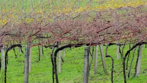 Риас Байшас