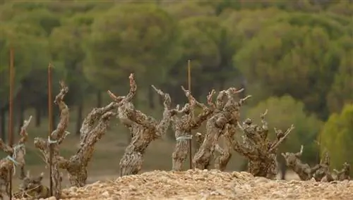 Рибера дель Дуэро