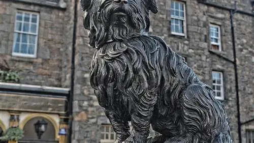 Знакомьтесь, Бобби, шотландский пес, удостоенный статуи в Эдинбурге