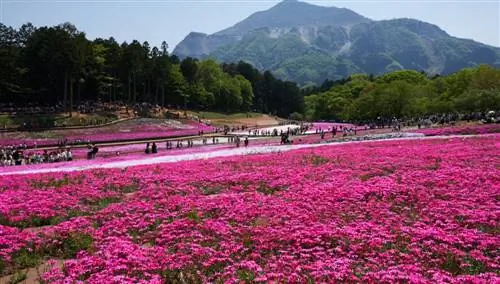 Холм Сибазура, Ситама, Япония.