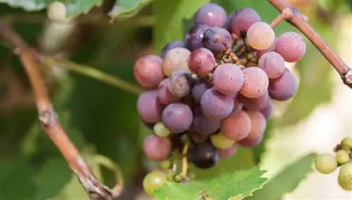 Виноградники. Массар