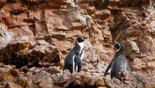 Калета Сан-Хосе