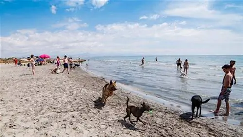 Калета-дельс-Госсетс, Санта-Пола, Аликанте