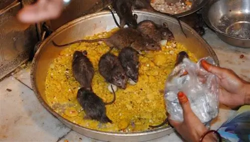 Карни Мата