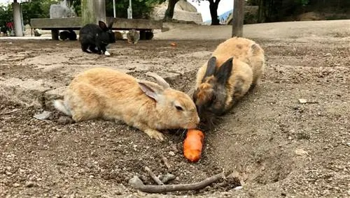 Окуносима