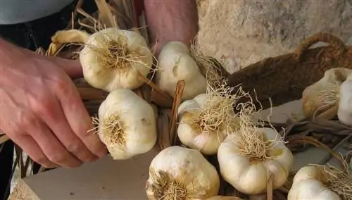 Ярмарка чеснока в Кастрохерисе