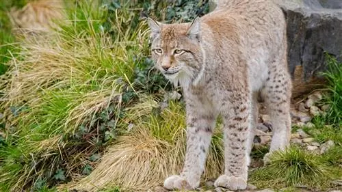 Лучшие парки Испании, где можно увидеть полусвободных животных