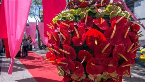 Фестиваль цветов