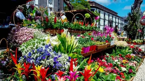 Цветы заполонили Мадейру