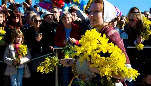 Фестиваль мимозы. Мандельё-ла-Напуль
