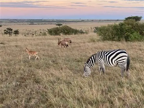 Фотопутеводитель о том, каково это - путешествовать в Кению прямо сейчас