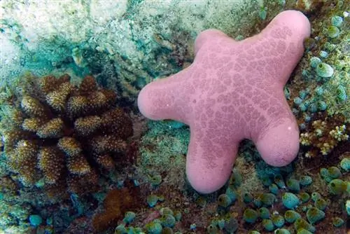 35 лучших мест для подводного плавания без паспорта