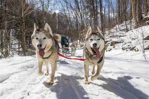 Катание на собачьих упряжках на севере Онтарио
