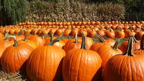 15 тыквенных участков, которые вы должны посетить в октябре