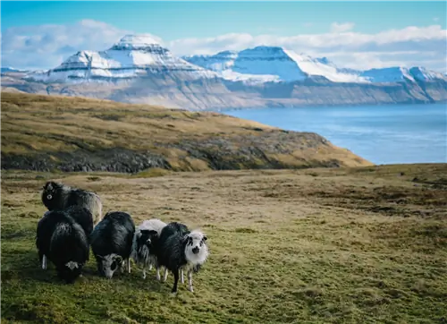 Исследуя самый сокровенный секрет Европы: Фарерские острова
