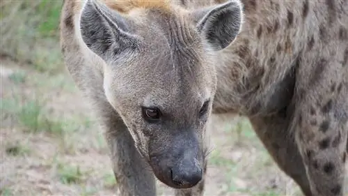 Фототур: завораживающее сафари в Южной Африке
