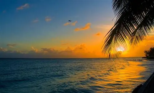 Что нового в райской стране?