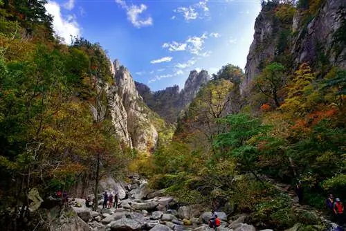 25 самых красивых лесов мира