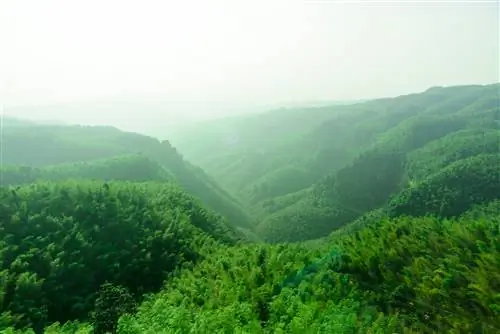 Бамбуковое море Шунань, бамбуковый лес, китайские леса, леса Китая, азиатские леса, леса Азии