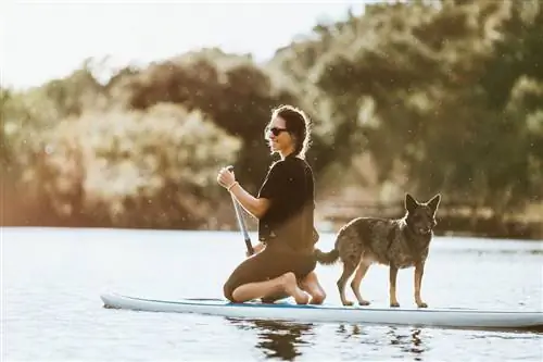 Города США, в которых больше всего разрешено размещение с домашними животными