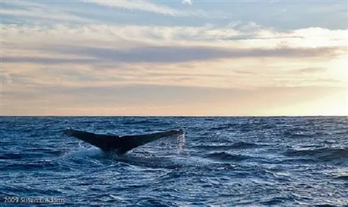 Сеноты, дайвинг, прогулки на верблюдах и многое другое