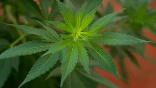 Что скажи? Легализация травки в Мексике?