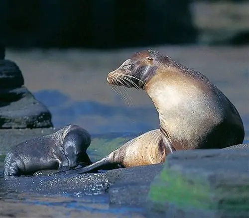 Лучшие места для посадки на Галапагосских островах