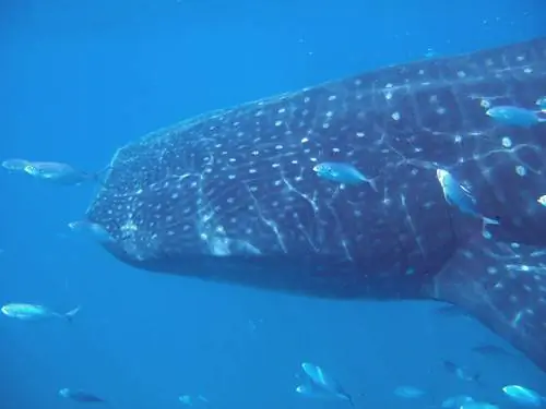s2010_0804_holbox0036