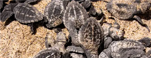 Встречи с маленькими черепахами в Пуэрто-Вальярта