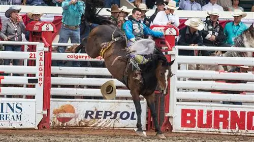Паническое бегство в Калгари: Путеводитель для инсайдеров