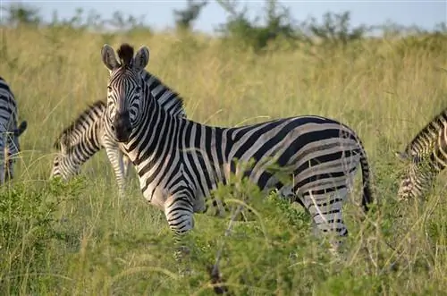 Exodus возвращается с новой программой