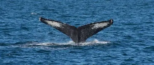 Посмотрите на крупнейших млекопитающих в мире в Пуэрто-Вальярта