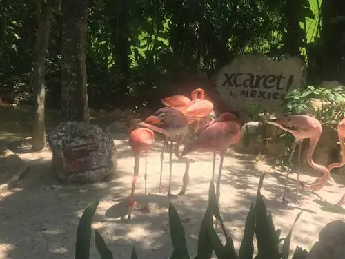 Шкарет для молодоженов