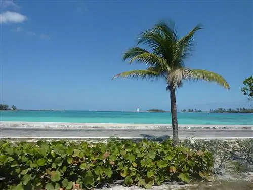 Лучшие места для празднования счастливого часа в Нассау, Багамы