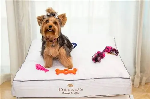 Возьмите с собой маленькую собаку в отпуск