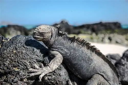 Когда ехать на Галапагосские острова