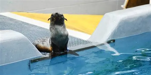 SeaWorld стремится создать более мощную спасательную сеть