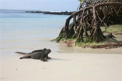 Советы Аванти для вашего приключения на Галапагосах