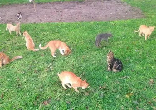 кошачий парк