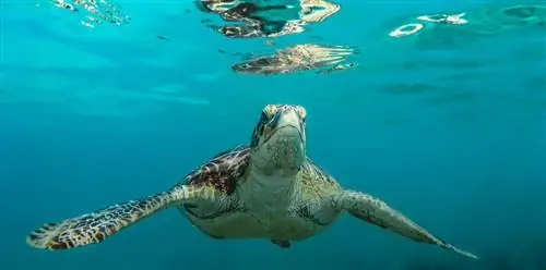 Откройте для себя гламурную сторону Карибского моря, посетив эти направления