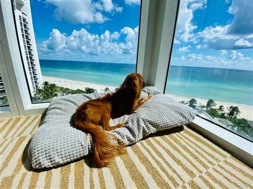 Пушистые друзья теперь могут насладиться отдыхом в солнечной Флориде