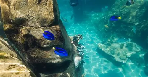 От коралловых рифов к аквариумам: защита тропических рыб