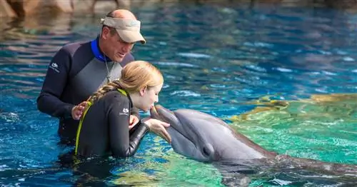 5 способов исследовать точку открытия SeaWorld в Сан-Антонио, откройте сейчас