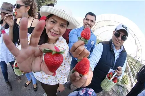 Гуанахуато: клубничный рай