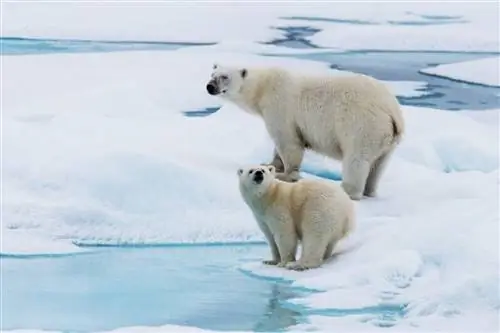 Антарктида против Арктики: 5 вещей, которые вам нужно знать