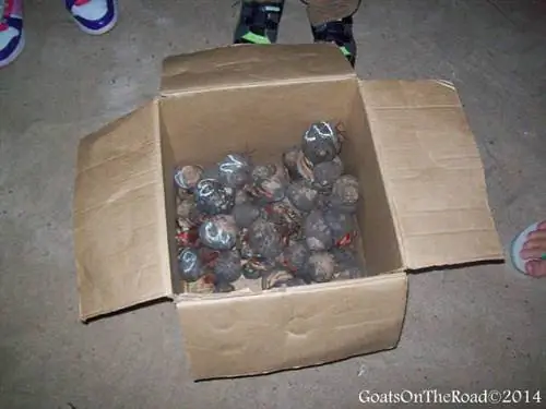 крабовые гонки в Гренаде