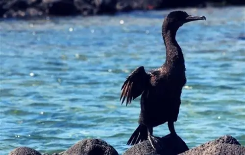 Галапагосские острова - ведущее пляжное направление в мире?